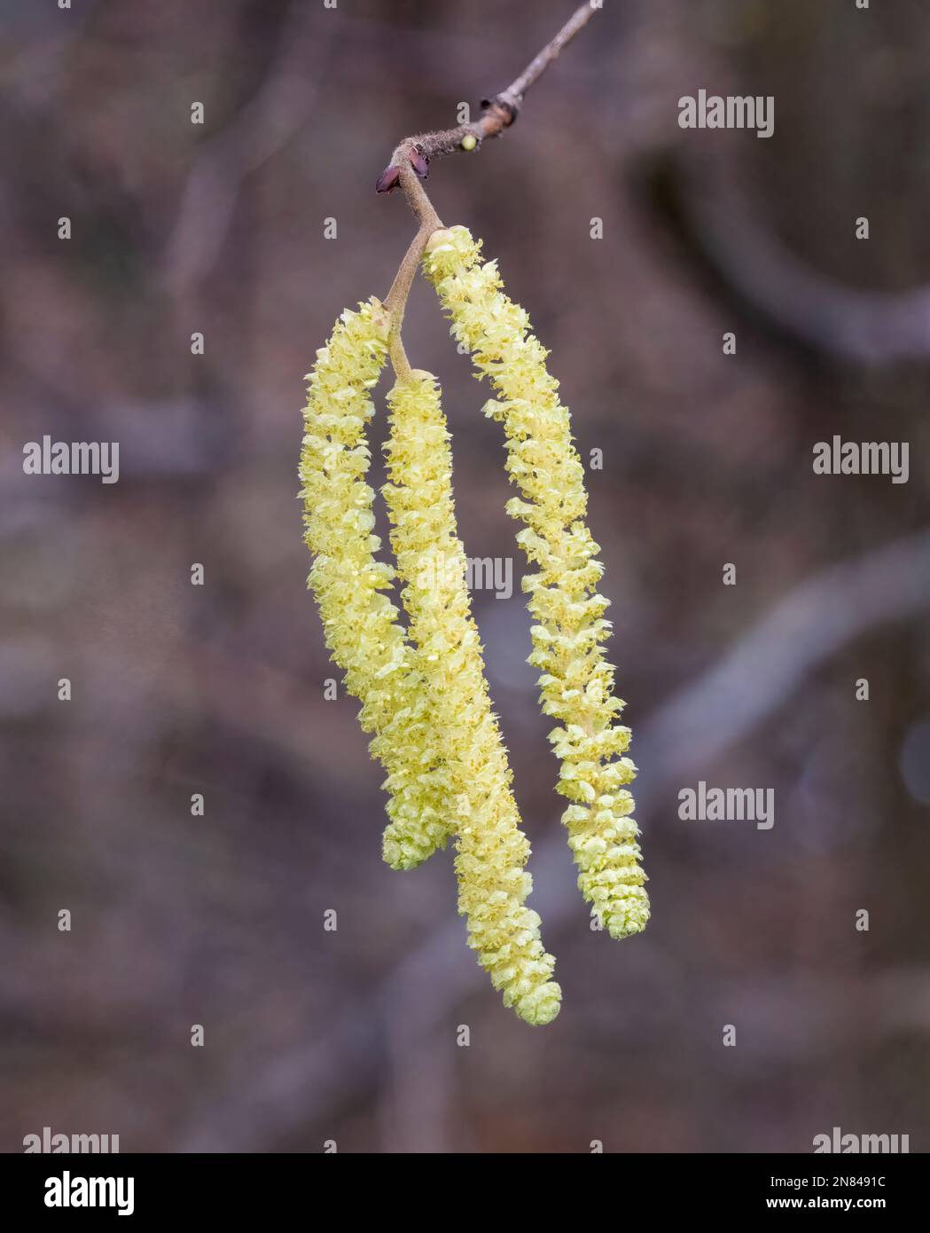 Three catkins growing on a Hazel tree, (Corylus avellana Stock Photo