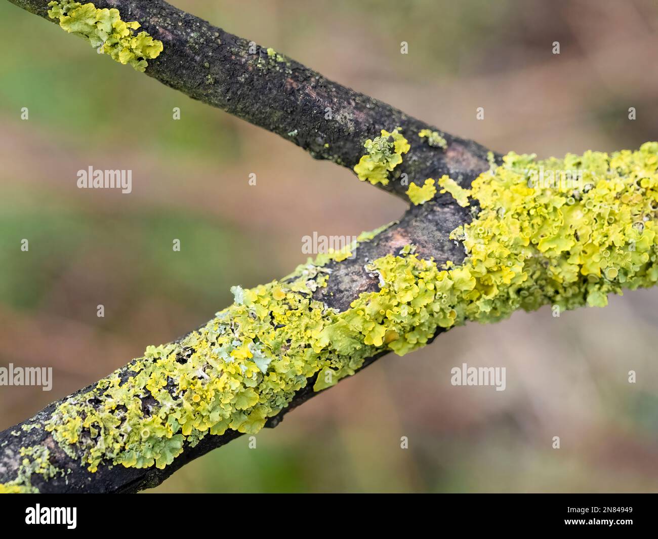 Lichen of the Foliose family, growing on a tree branch Stock Photo