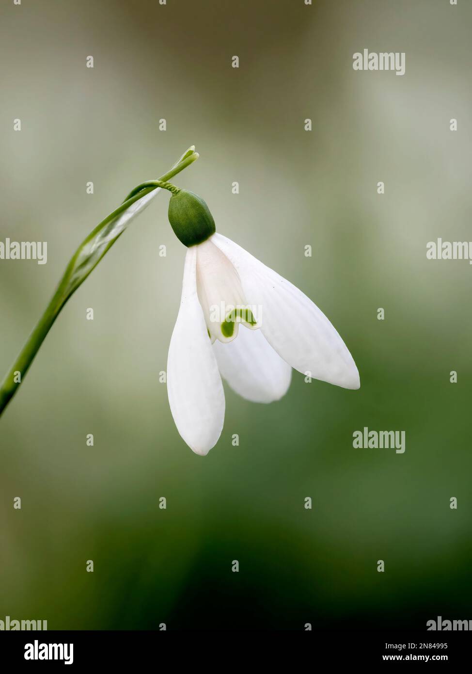 A close up of a single Snowdrop flower, (Galanthus nivalis) isolated ...