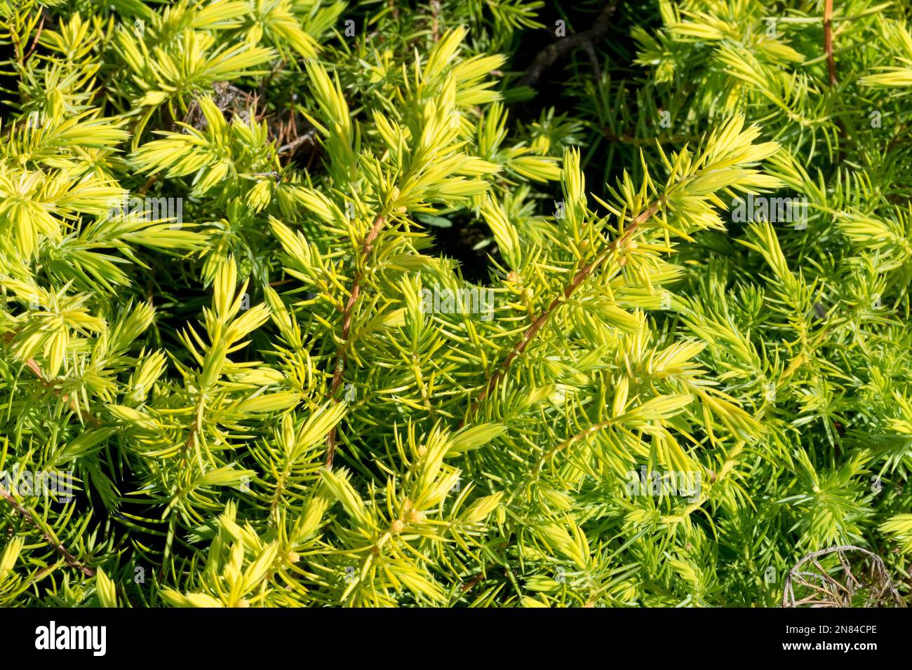 Juniperus rigida, Creeping Juniperus "All Gold", Juniperus conforta, Yellow, Needles, Juniper, Branches Stock Photo