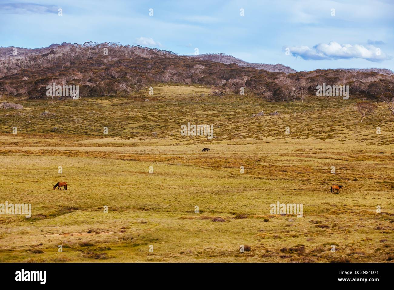 A landscape view in the late afternoon on the Cascade Hut Trail near Dead Horse Gap and Thredo in Kosciuszko National Park, New South Wales, Australia Stock Photo