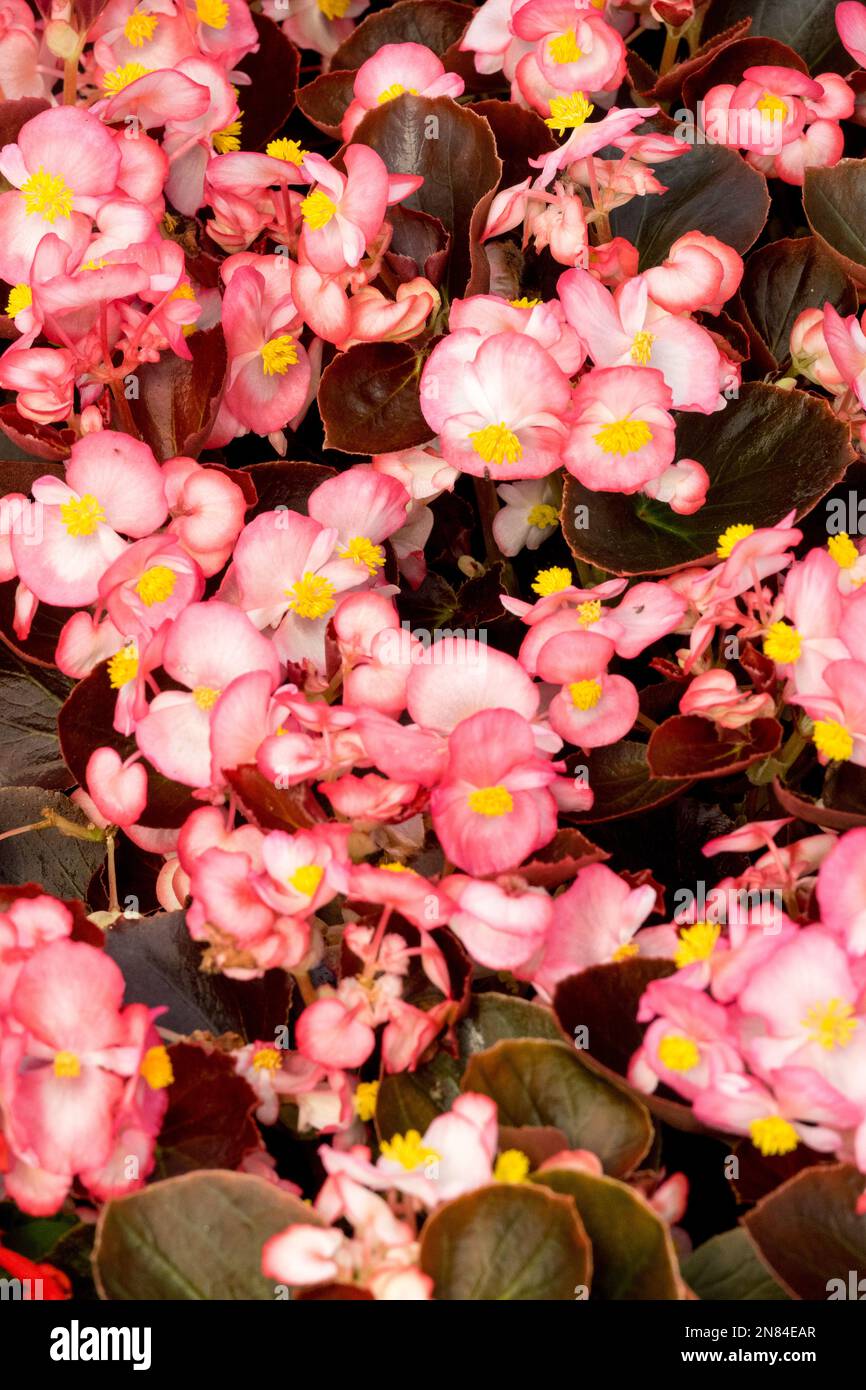 Wax Begonia, Salmon, Colour, Begonia semperflorens 'Marsala Bicolor', Pink, Flowers, Fibrous Rooted Begonia Stock Photo