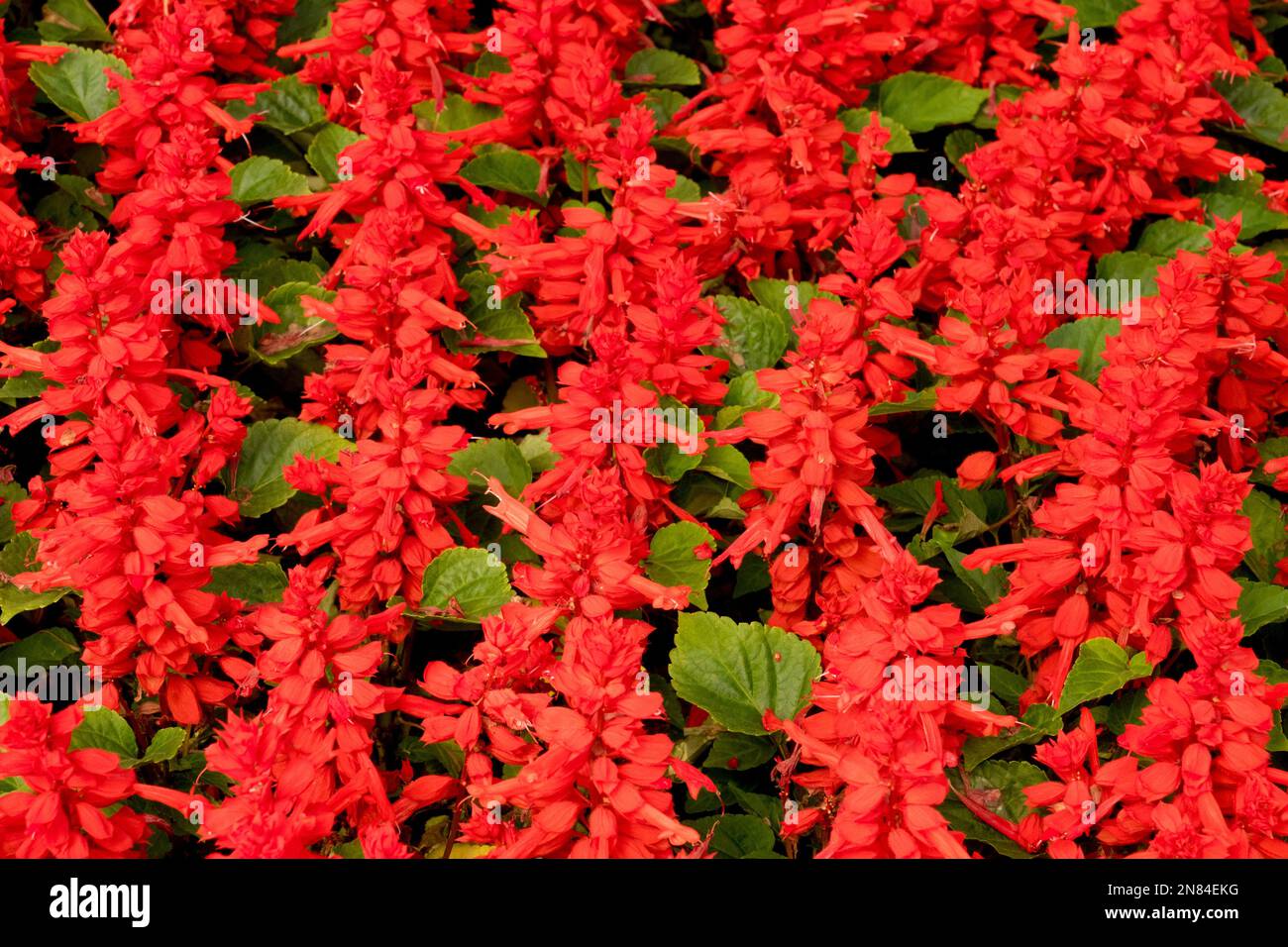 Salvia splendens Unica Red Stock Photo