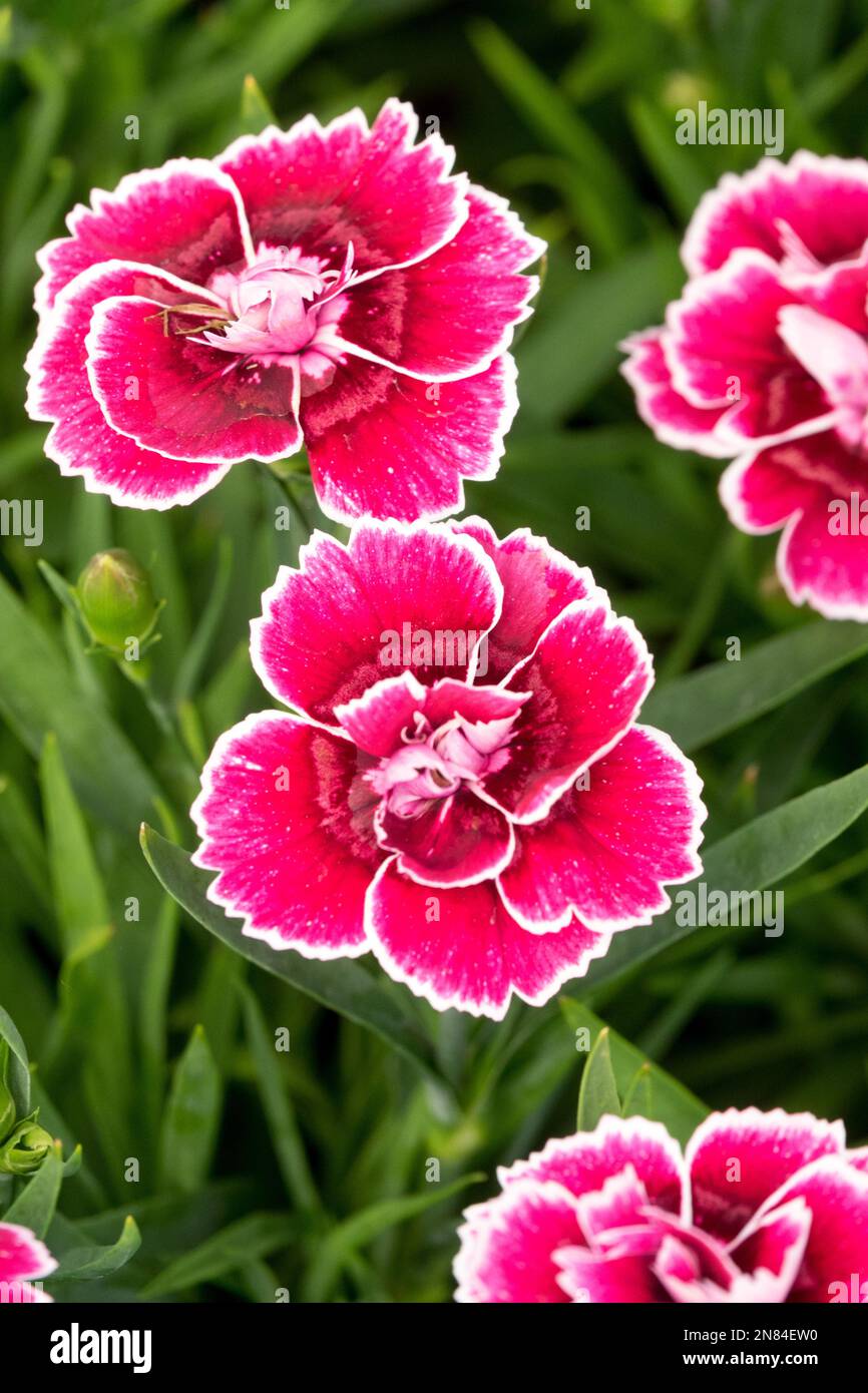 Dianthus caryophyllus, Flower, Red, Garden, Carnation flower, Close up, Perennial, Plant, Dianthus caryophyllus 'Sw.P. Red Picotee' Stock Photo