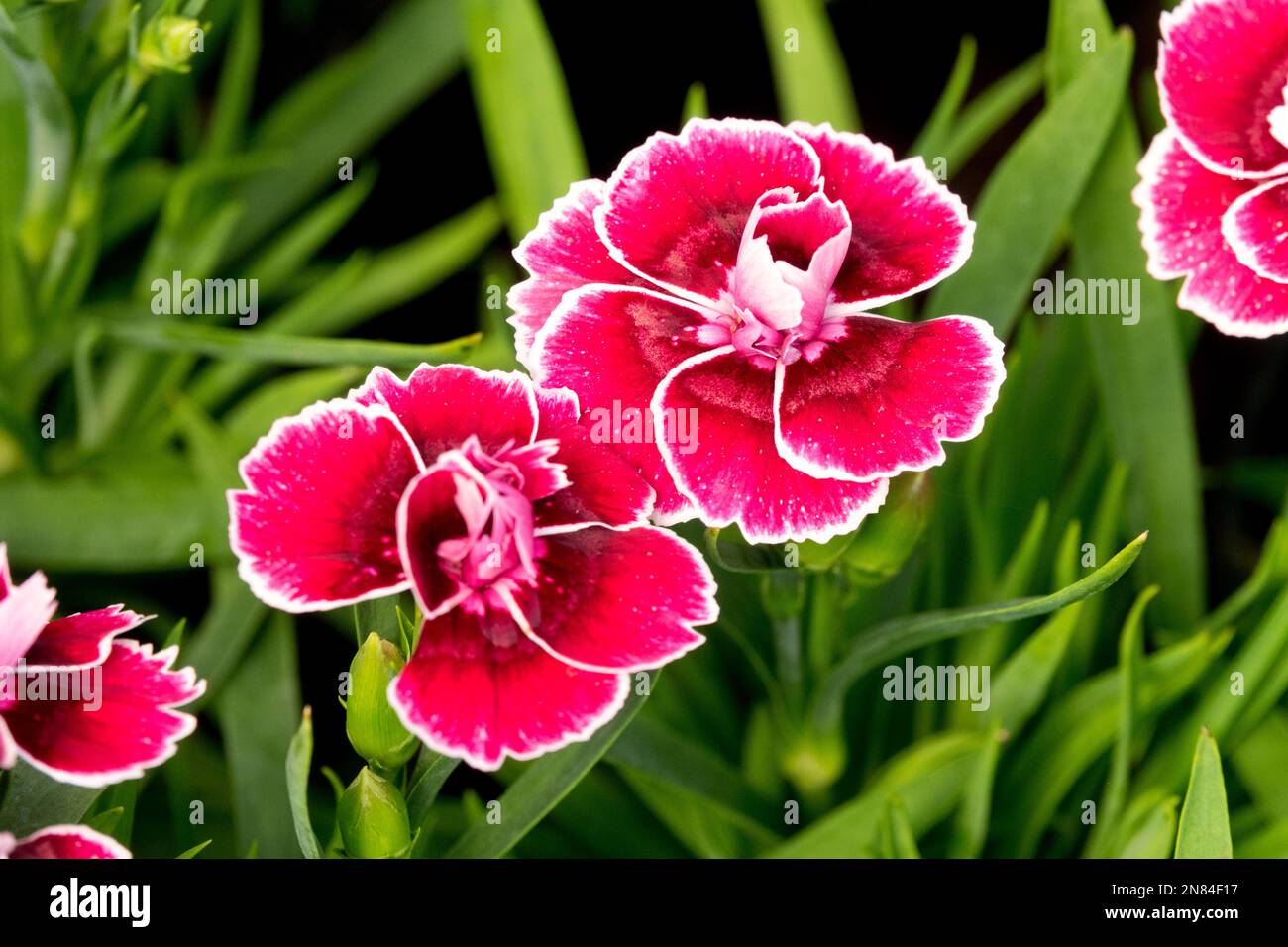 Red, Dianthus caryophyllus, Flower, Carnation flower, Close up flower White edging Stock Photo