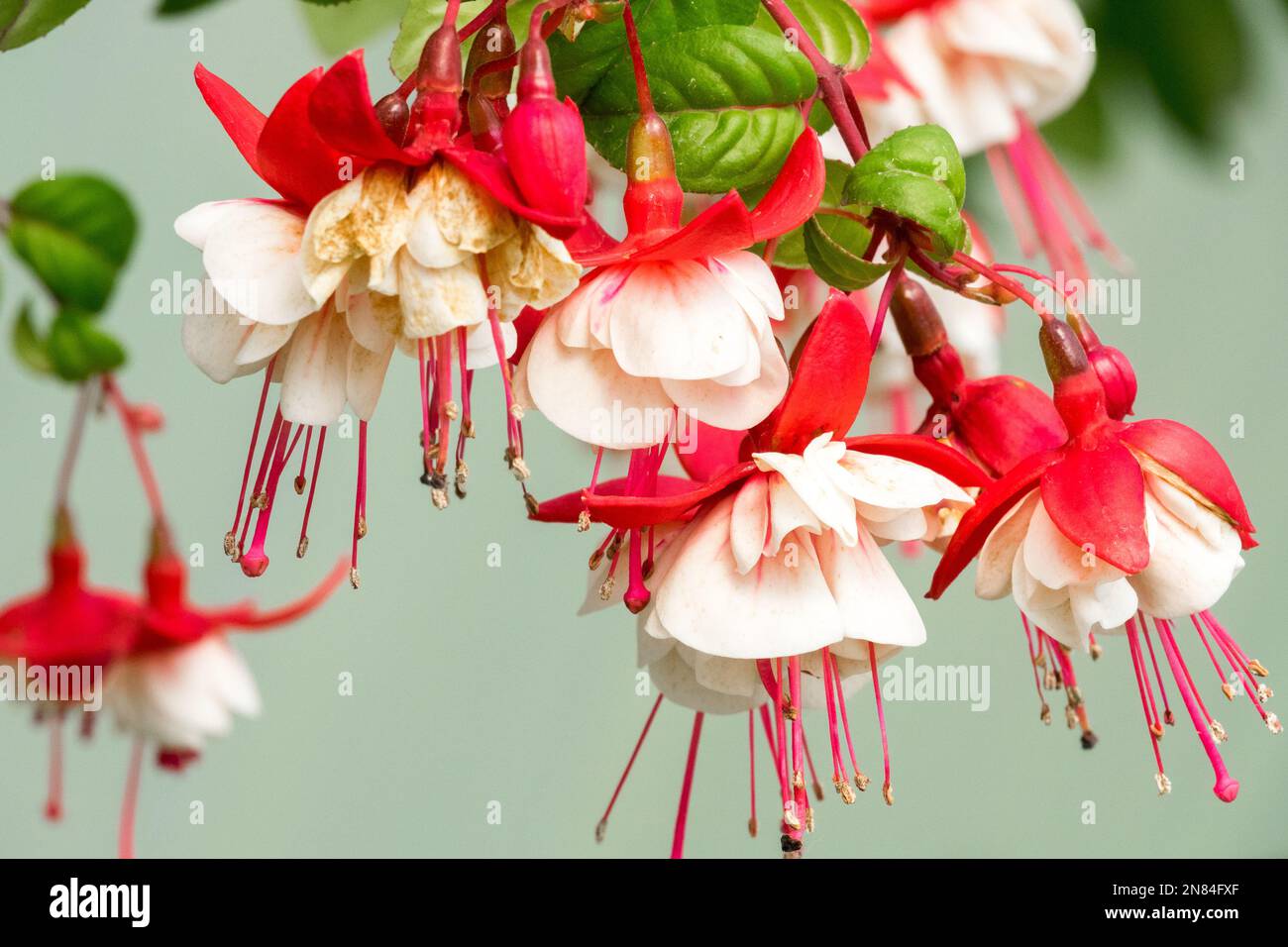 Fuchsia Sir Matt Busby, Fuchsia hybrida Stock Photo