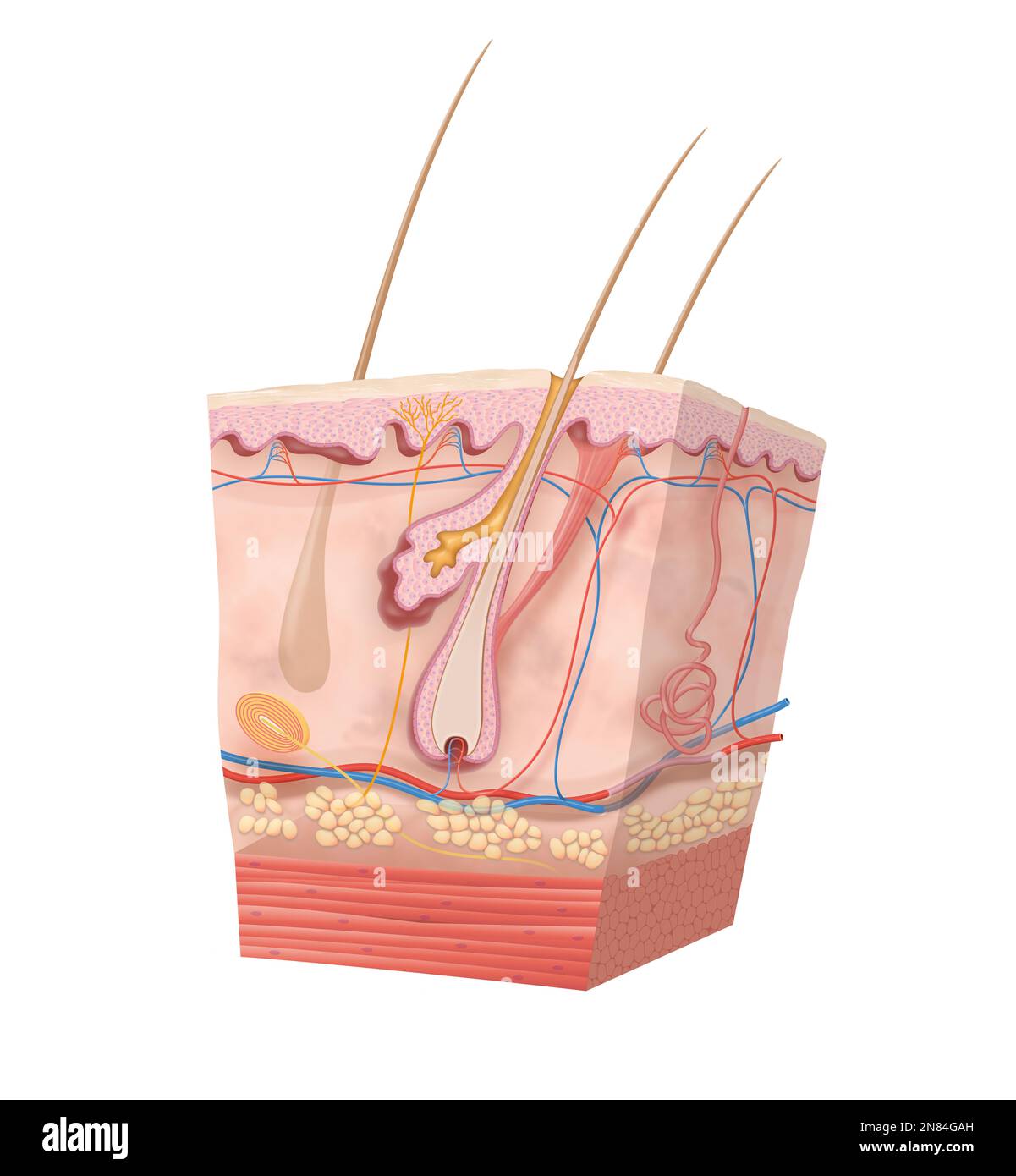 Diagram of human skin structure Stock Photo