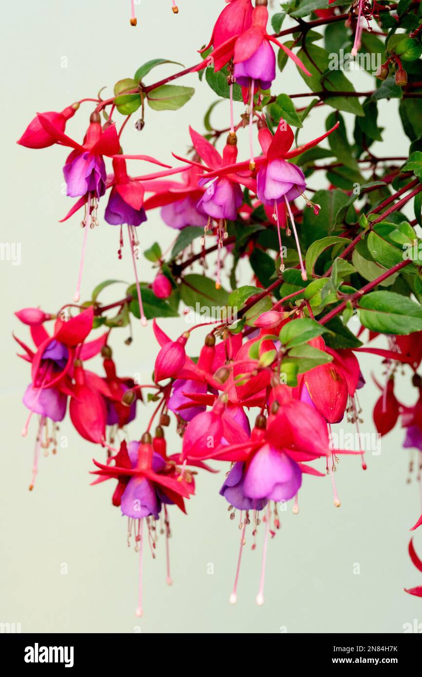 Blooming, Fuchsia, Red, Purple, Flower, Blooms Stock Photo
