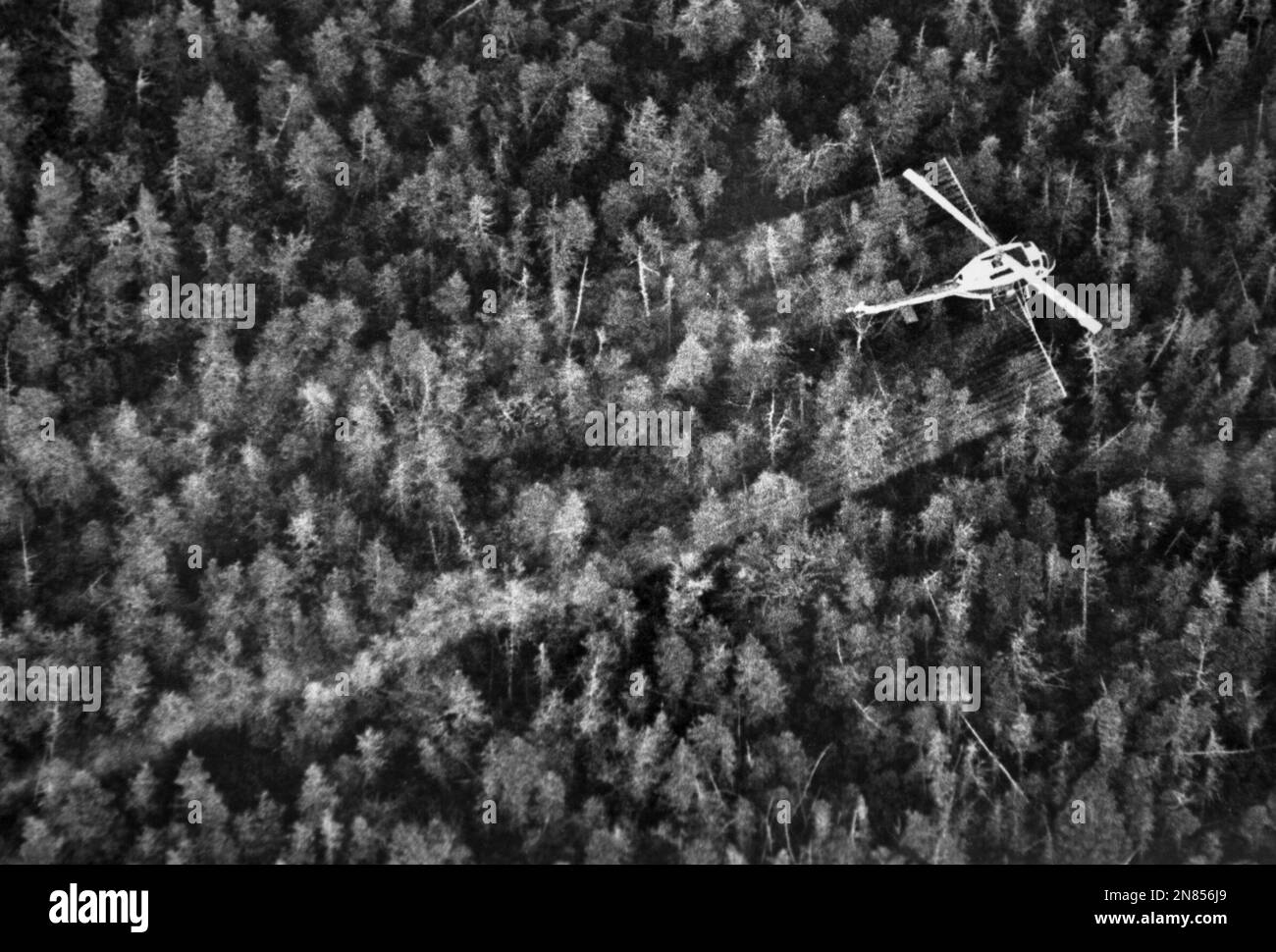 Spruce Tree Insecticide FILE - In this May 1981 file photo, a helicopter sprays insecticide to ...