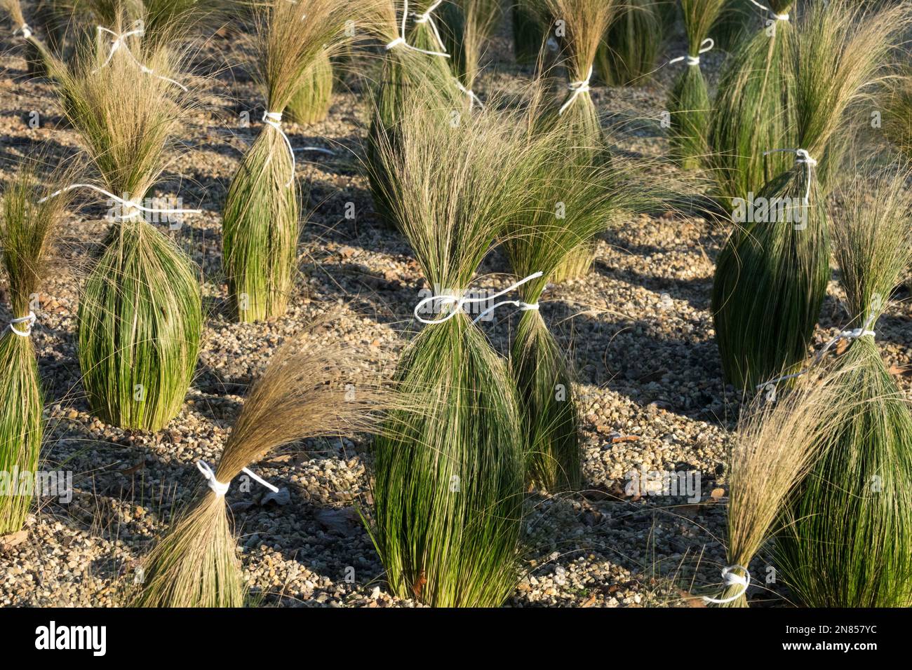 Tied-up Grasses protect plants from the coming winter Stipa tenuissima Pony Tails Nassella Ponytail Ponytails Stock Photo