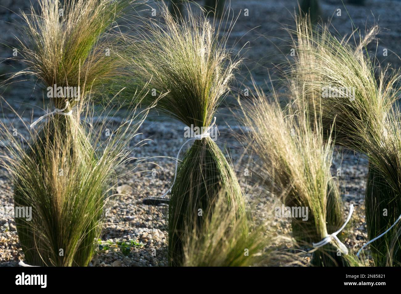 Winter, Ornamental grass, Protection, Perennial, Grasses, Garden Stock Photo