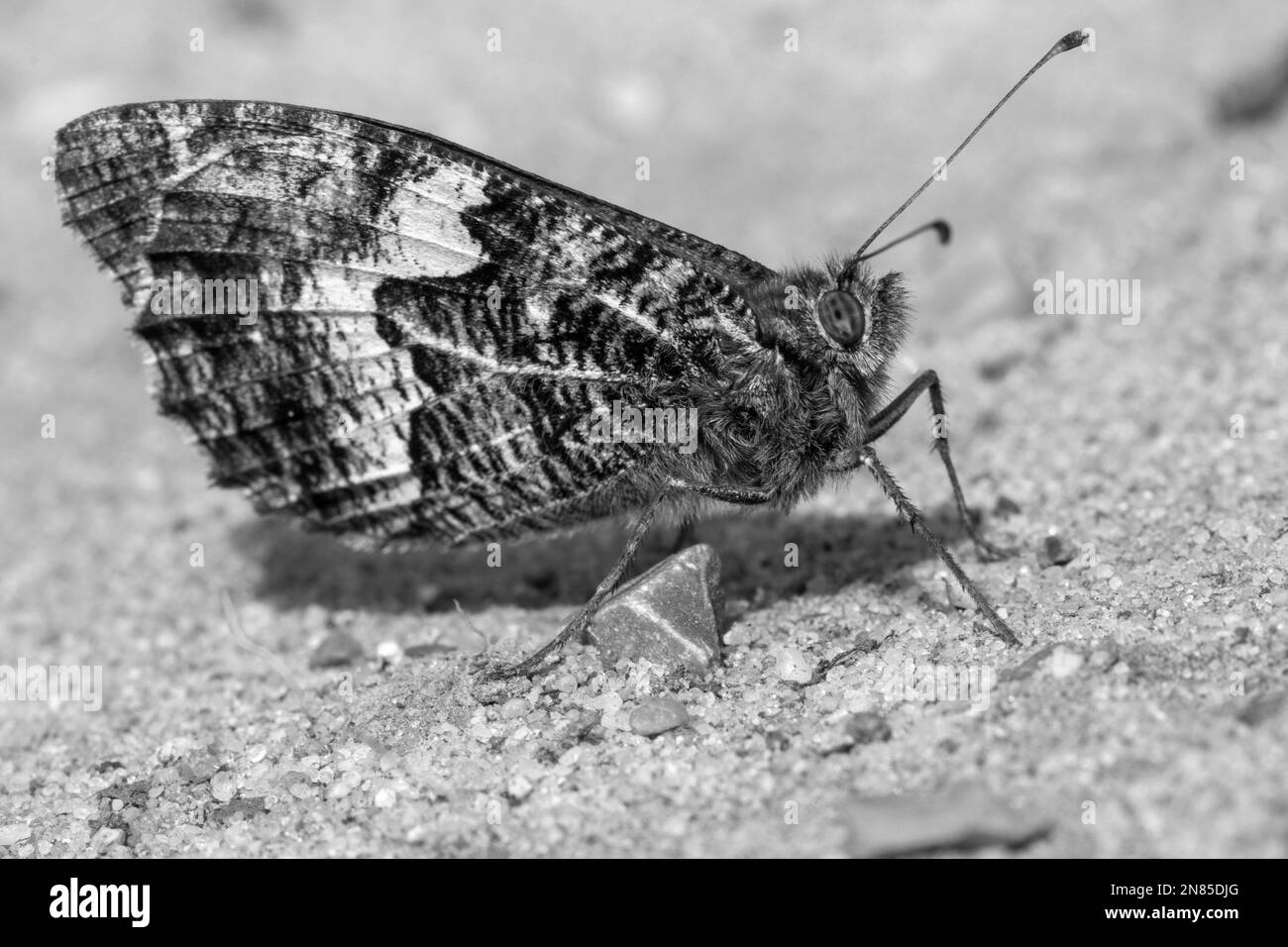 Black and white image of a Grayling Butterfly Hipparchia semele Stock Photo