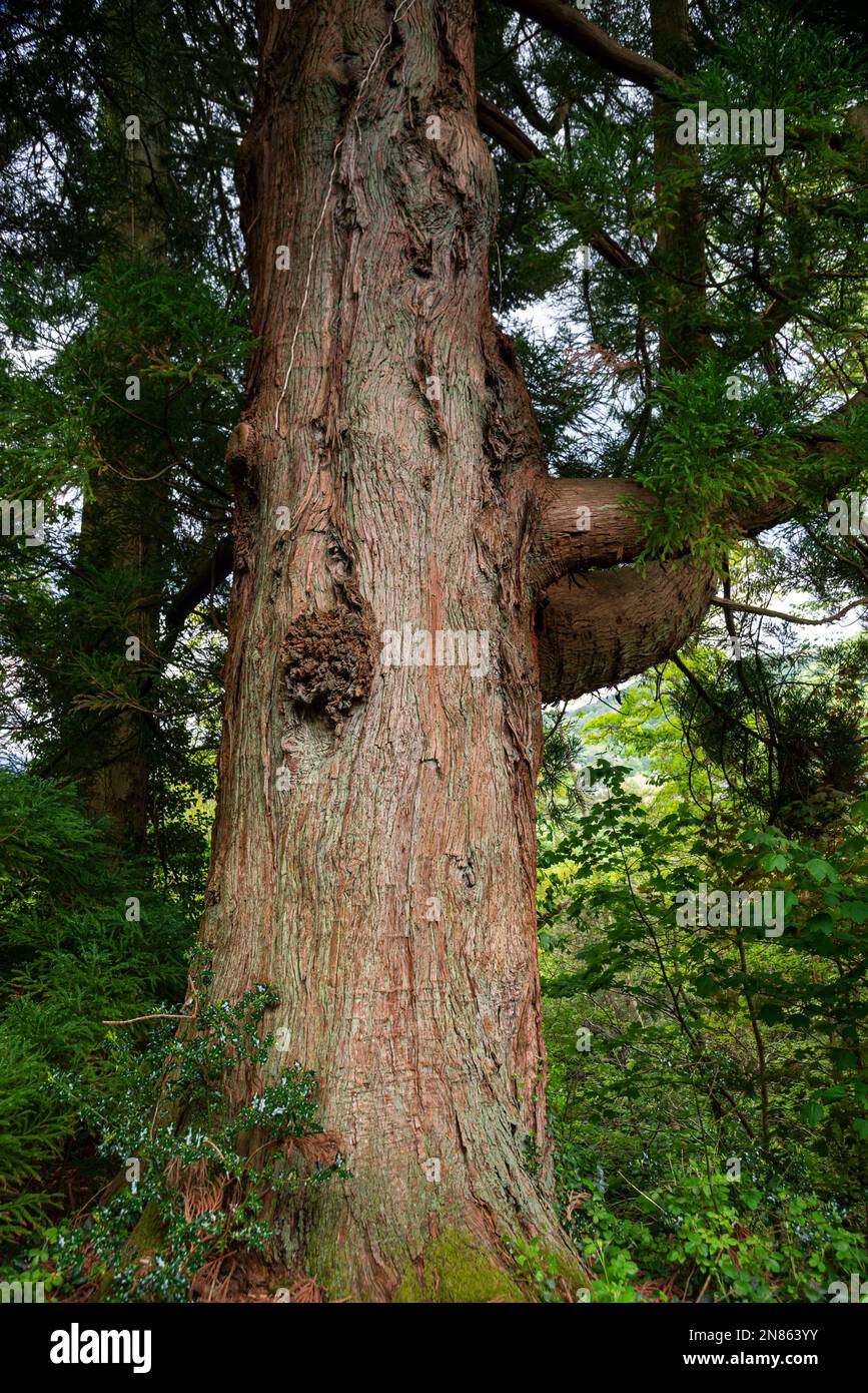 Old Japanese Red Cedar at Plas Tan-y-Bwlch gardens near Maentworg, North Wales. Stock Photo