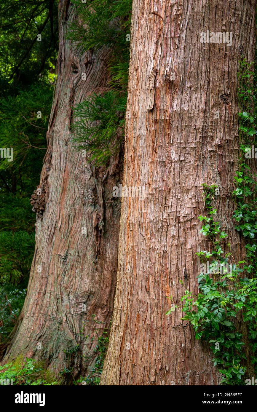 Old Japanese Red Cedar at Plas Tan-y-Bwlch gardens near Maentworg, North Wales. Stock Photo