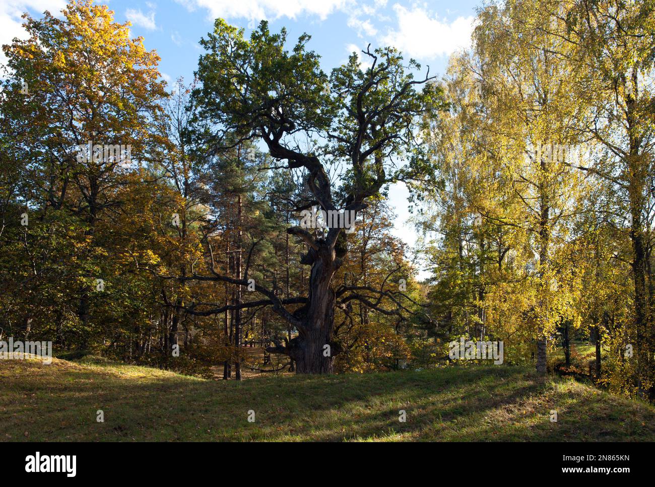 Very old and grand oak tree. Tree trunks of Quercus robur, English Oak