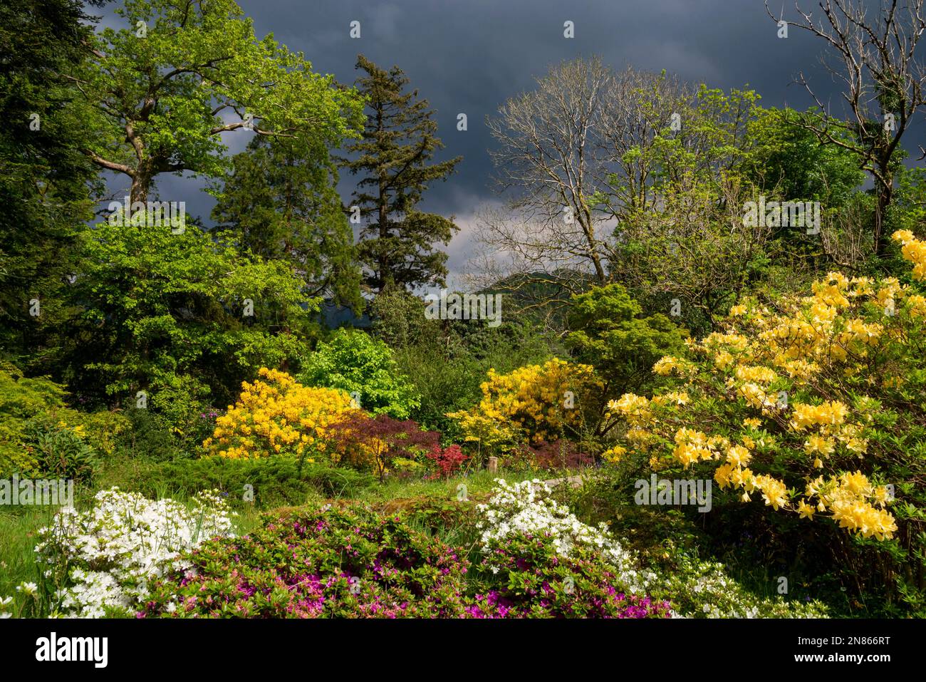 Spring colour in trees and shrubs at Plas Tan-y-Bwlch gardens near Maentworg, Snowdonia, North Wales Stock Photo