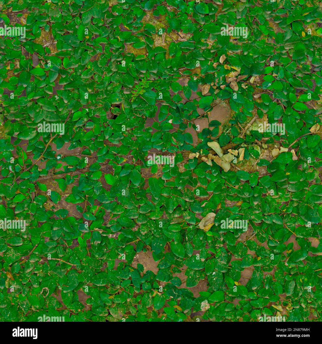 Texture green grass, seamless texture grass Stock Photo - Alamy