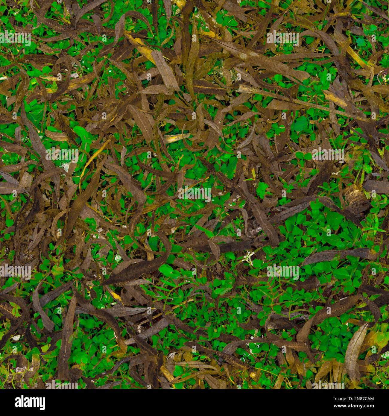Texture grass and soil, seamless texture grass Stock Photo - Alamy