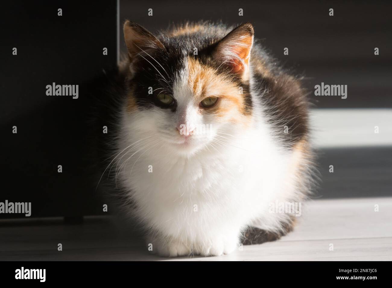 Calico coat top