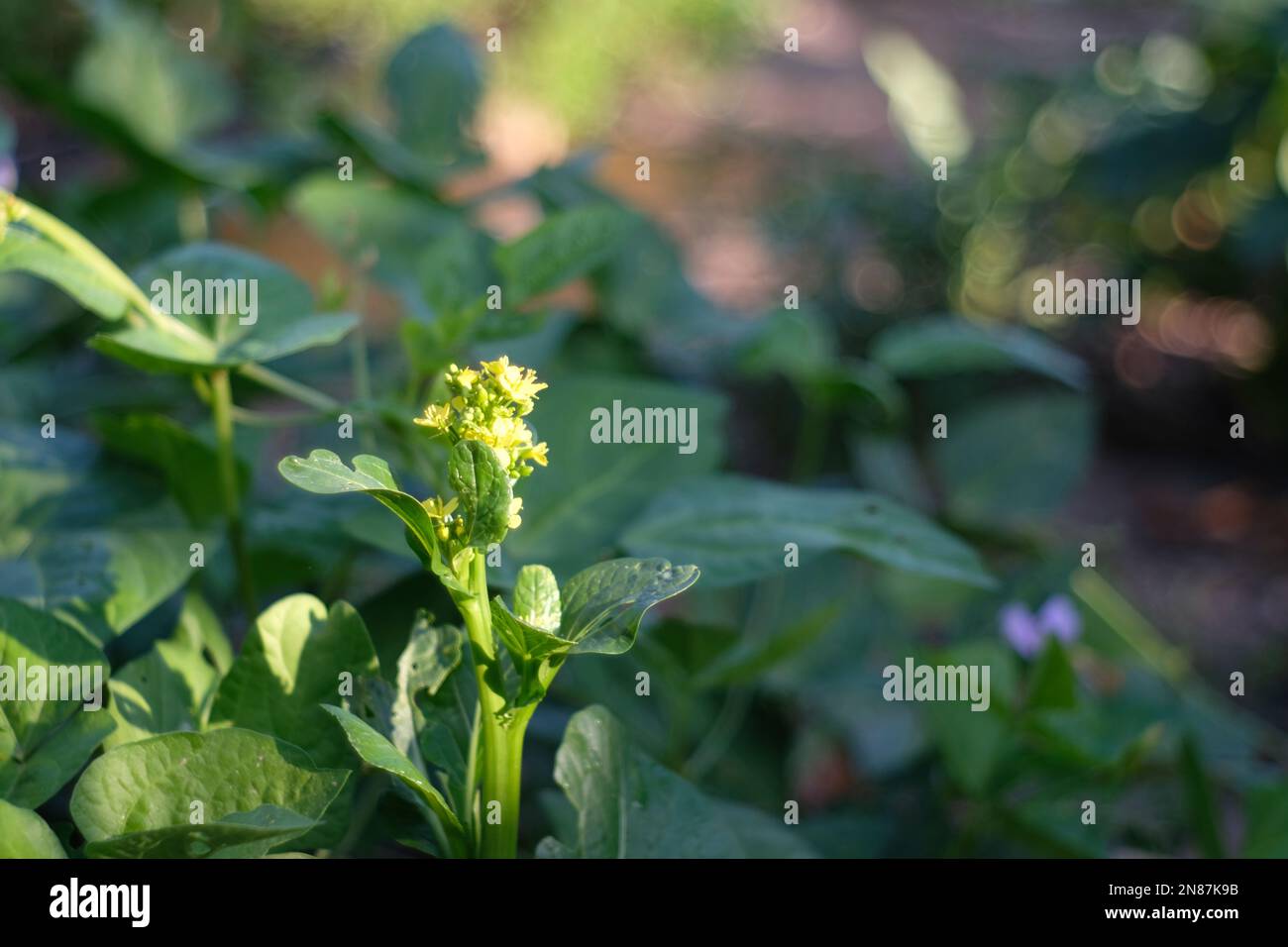 A closeup of spring camelina (Camelina sativa) in a garden against blurred background Stock Photo
