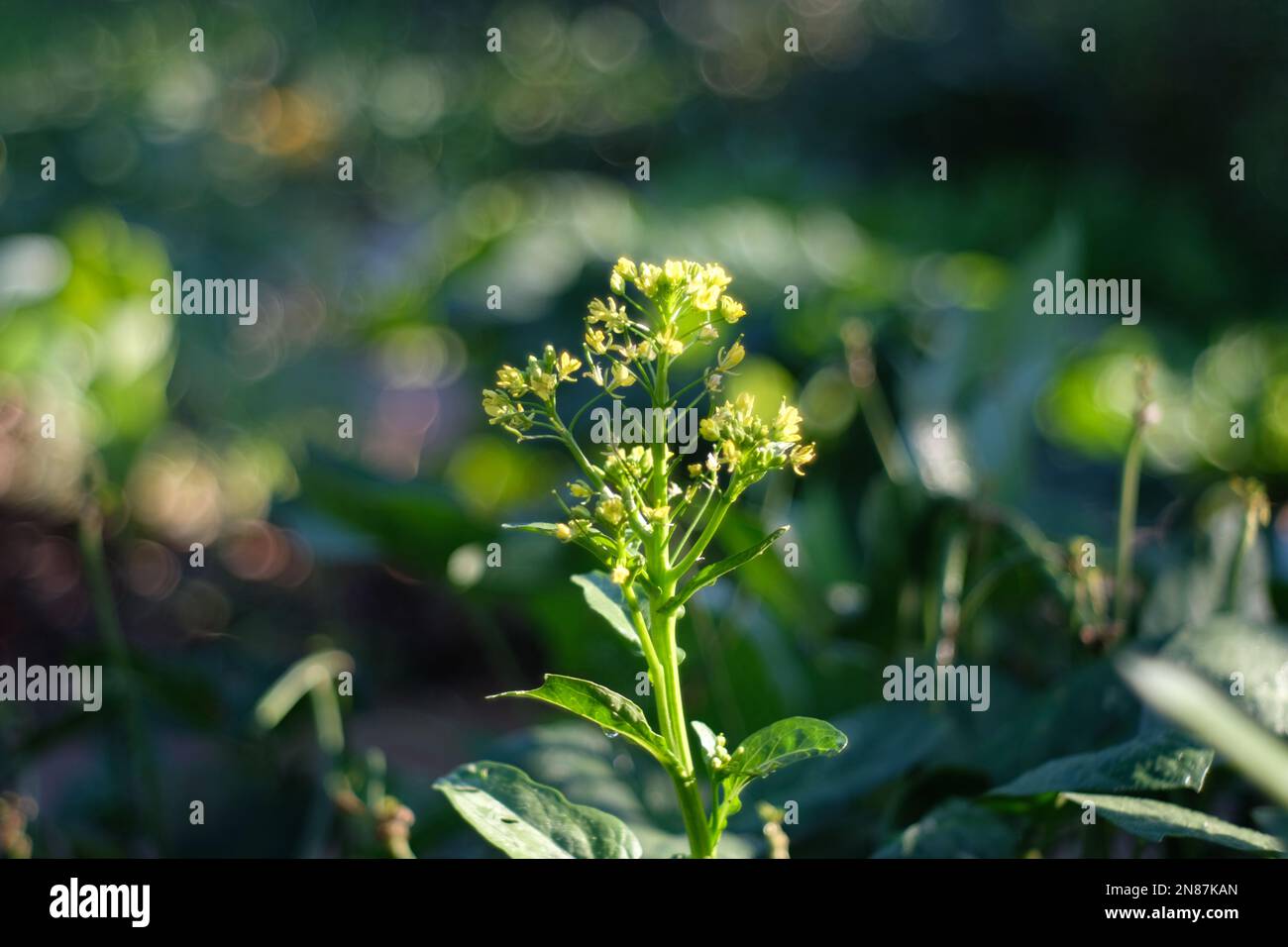 A closeup of a spring camelina (Camelina sativa) in a garden against blurred background Stock Photo