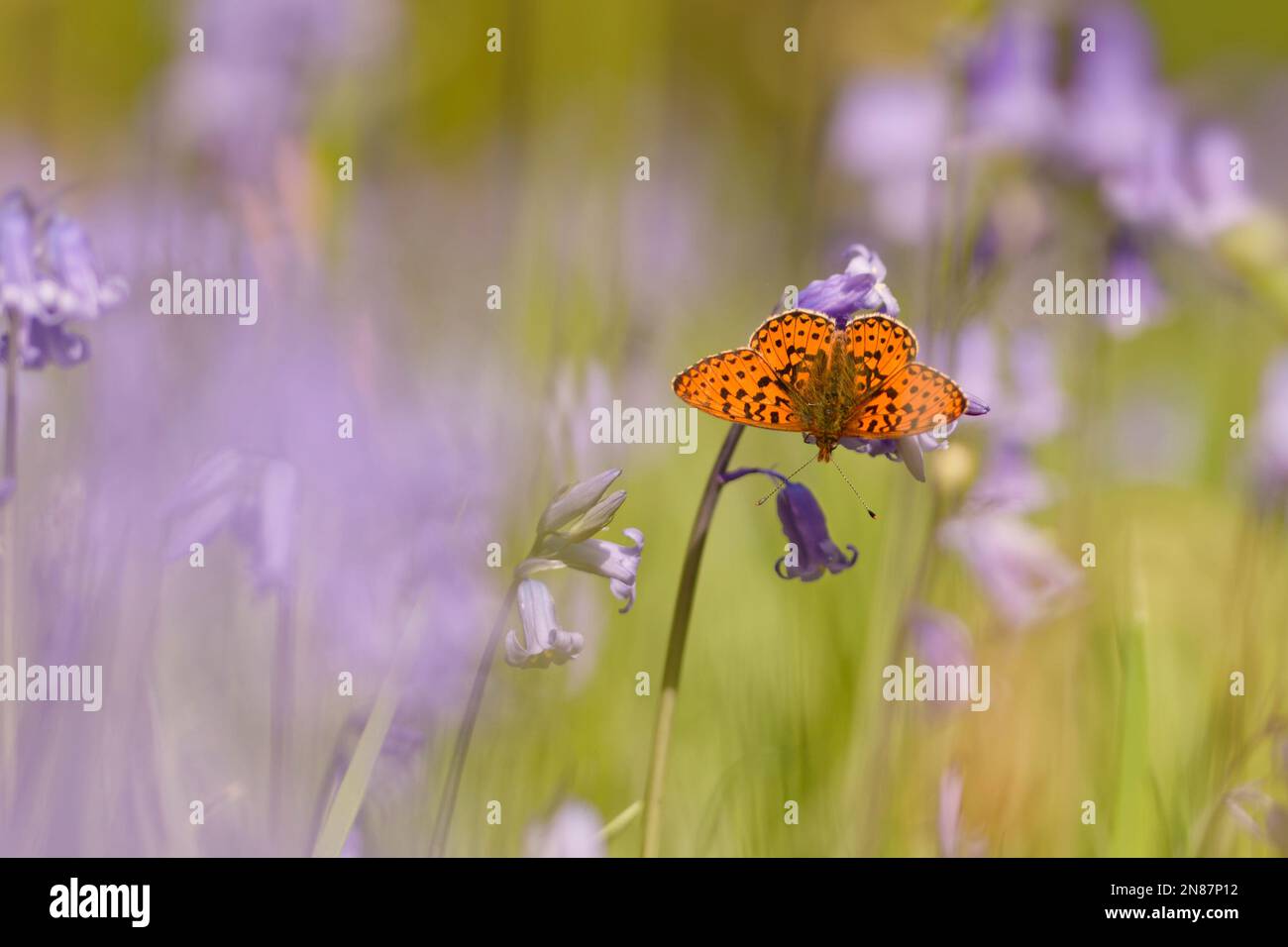A Pearl Bordered Fritillary butterfly Stock Photo