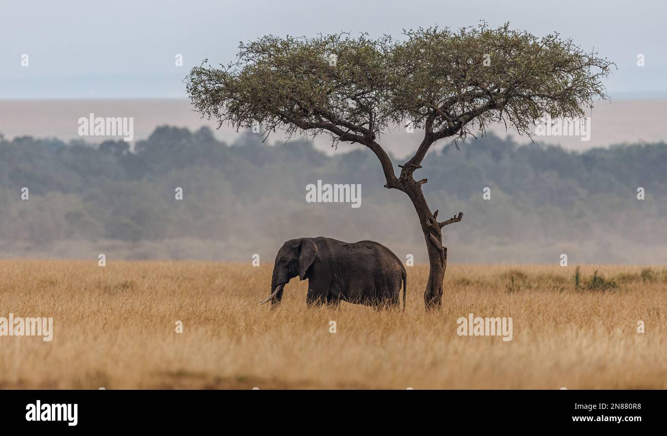 Elephant in Amboseli National Park, Kenya, Africa Stock Photo