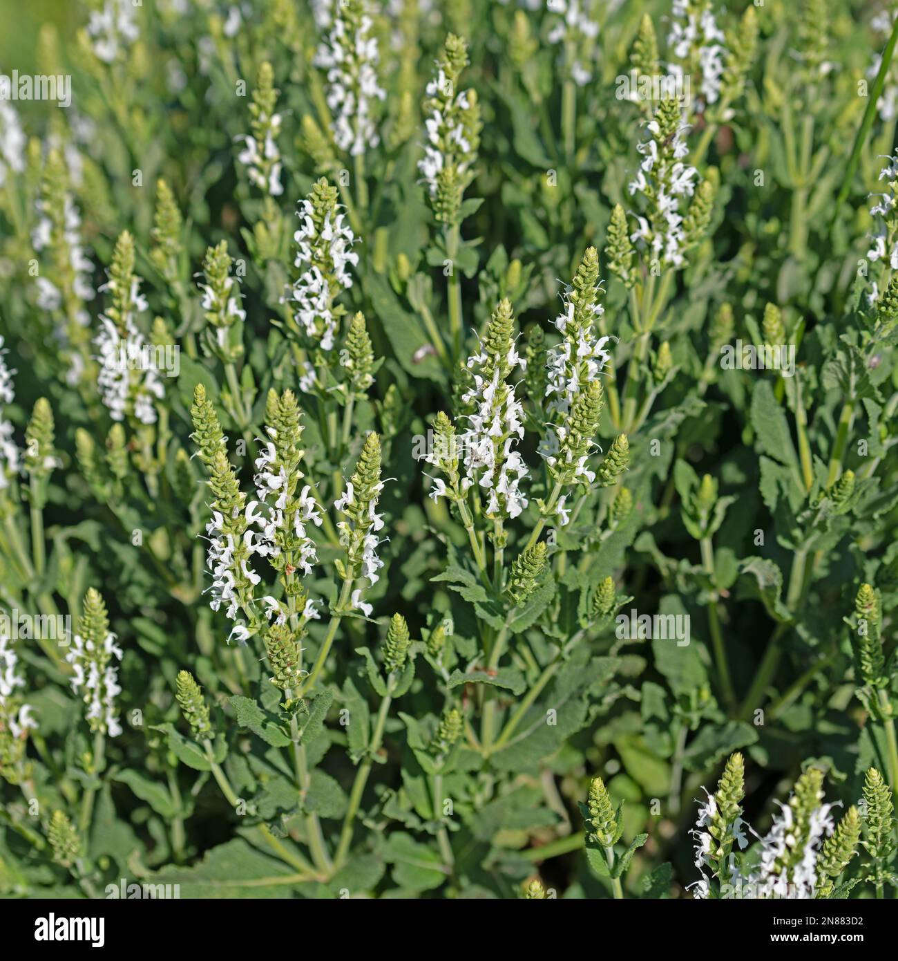 White flowering garden sage, Salvia nemorosa, in the garden Stock Photo