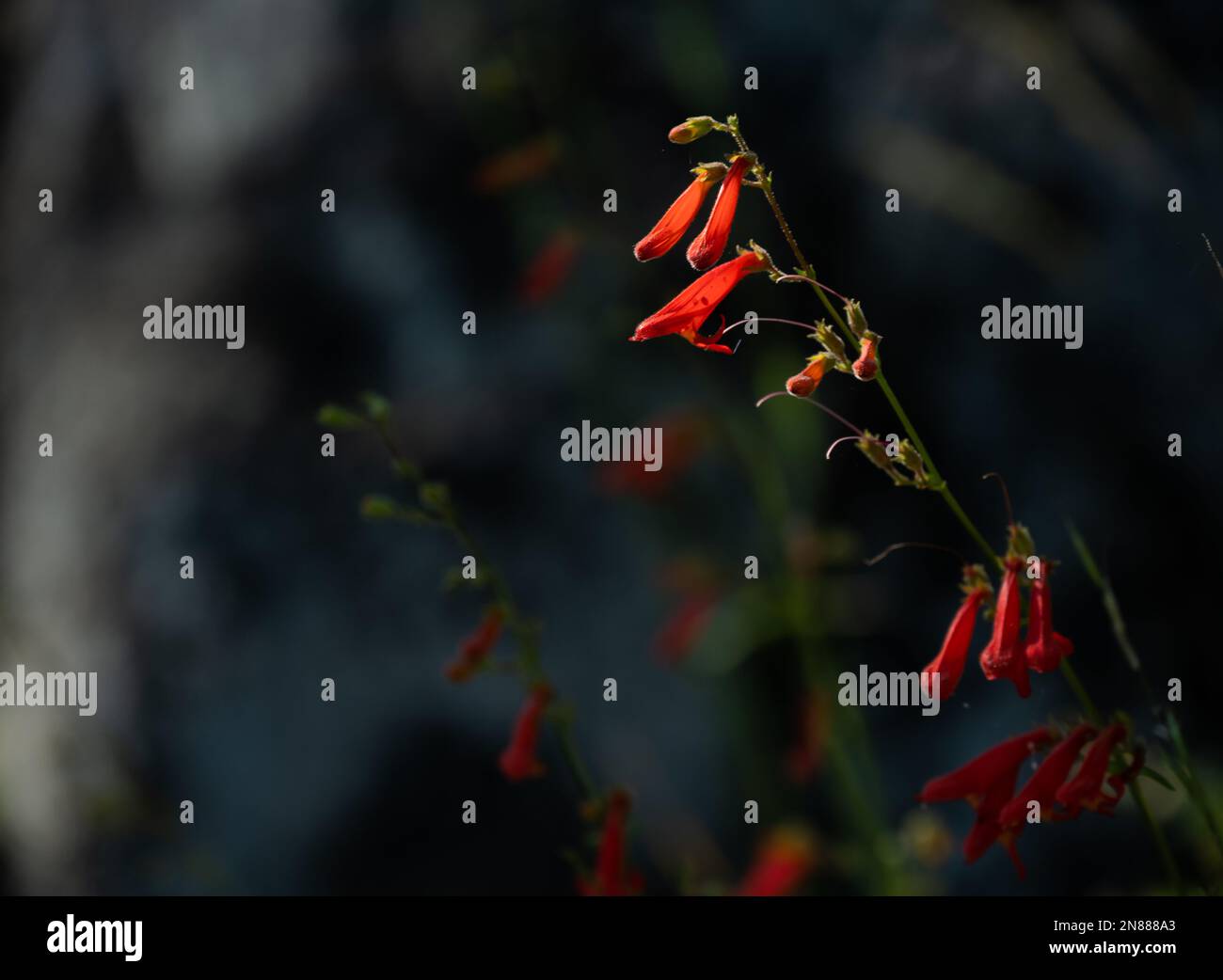 Orange Penstemon Flowers Bloom in Yosemite with Copy Space to the left