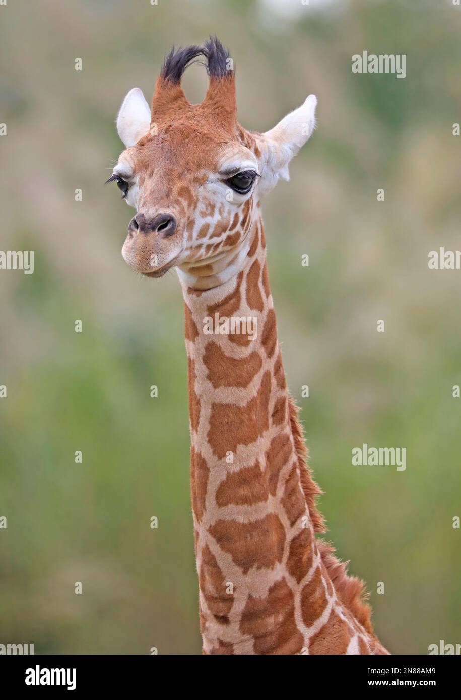 Baby Giraffe head close up Stock Photo
