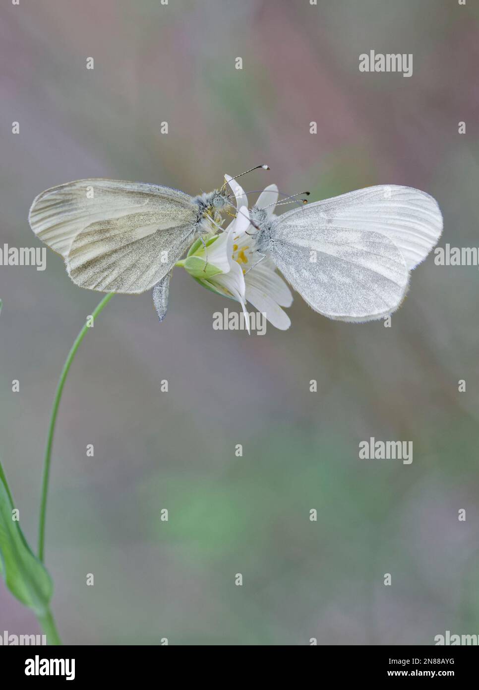 A pair of Wood White butterflies courting Stock Photo