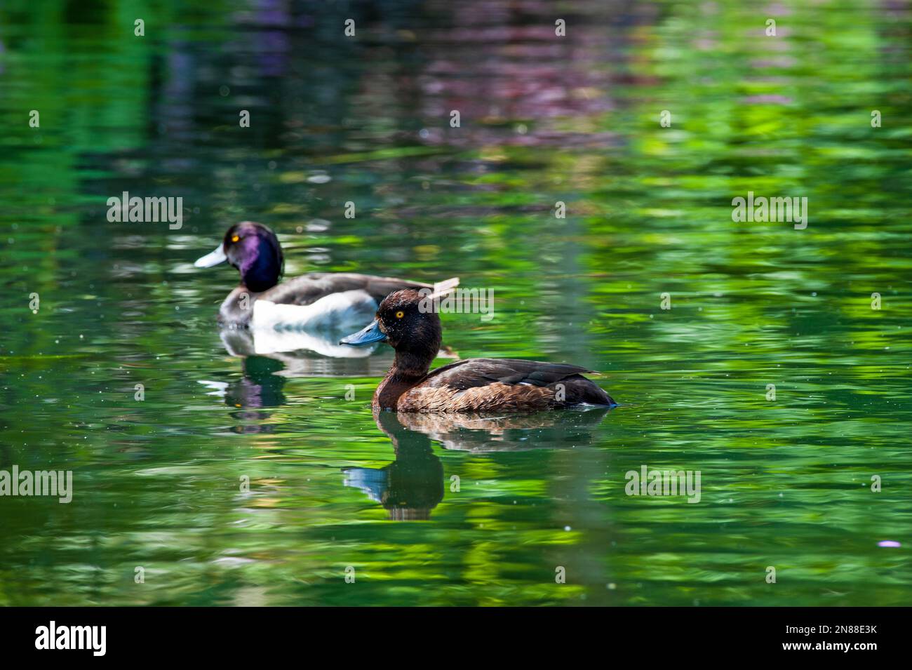 Wild ducks swimming on the lake Stock Photo