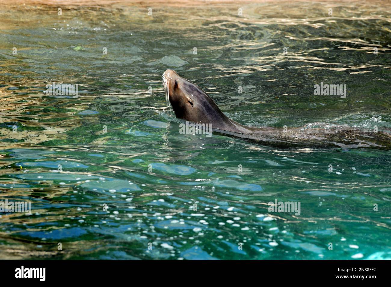 View on Sea Lion in the water close up Stock Photo