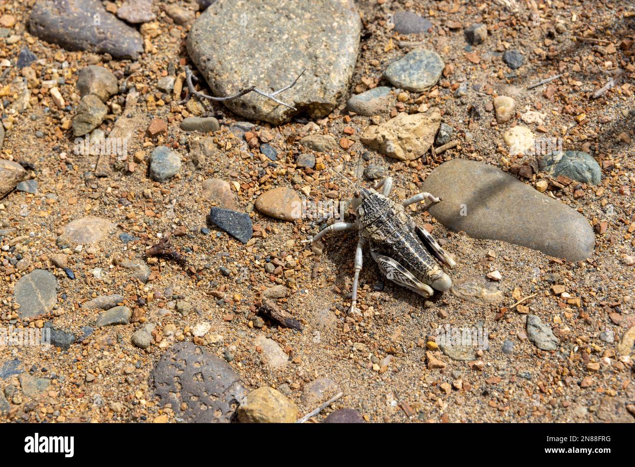 Insect in the beautiful Tierra de Colores in Parque Patagonia in Argentina, South America Stock Photo