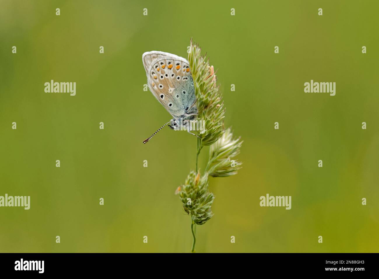 Common Blue butterfly on grass seed head Stock Photo