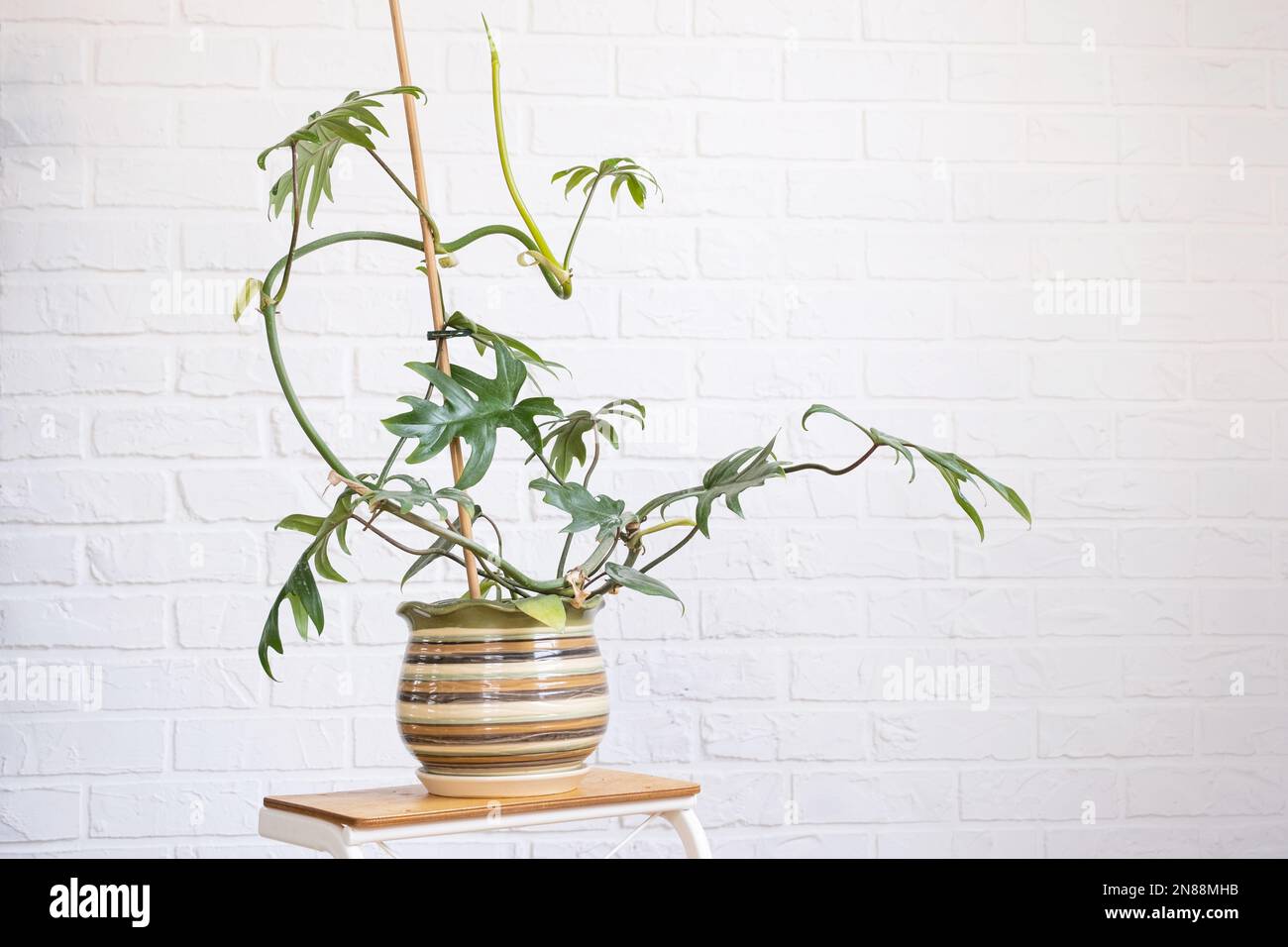 Philodendron Mayo in the interior of the house. Carved leaves of a