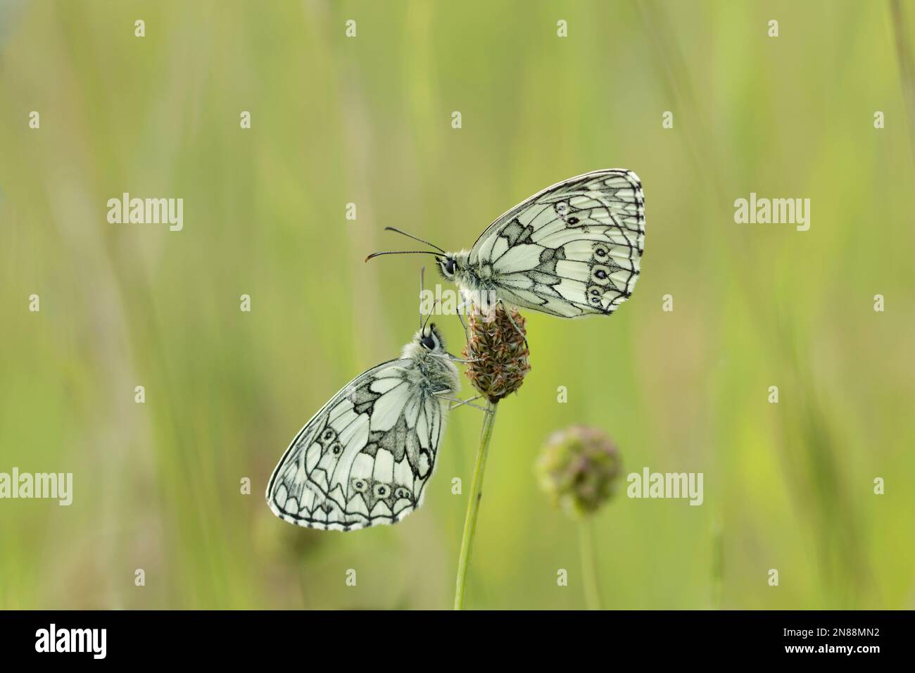 Two Marbled White butterflies on grass seed head Stock Photo