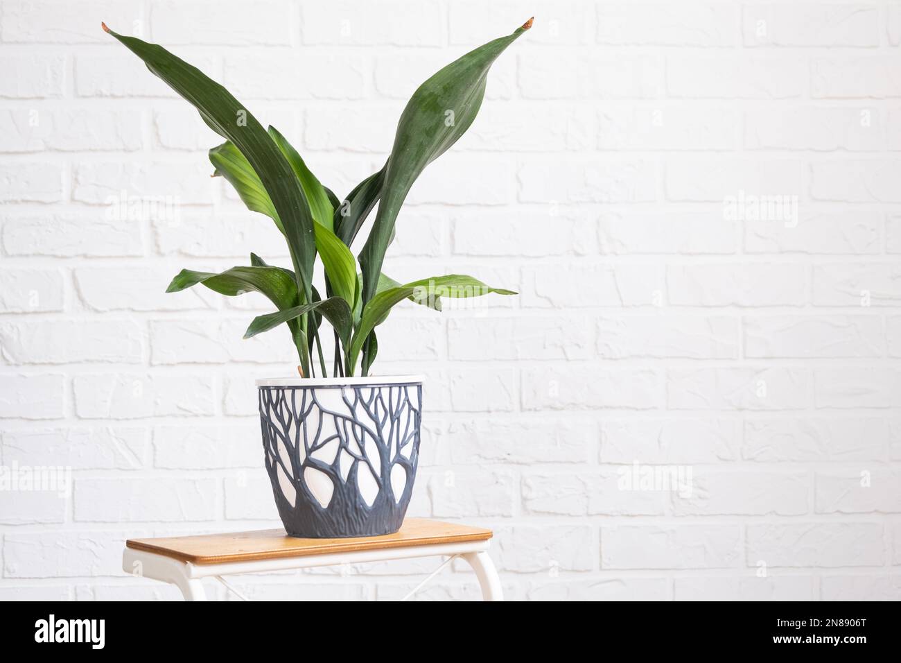 Aspidistra with tough leaves on a stand in interior on whtite brick wall. Potted house plants, green home decor, care and cultivation Stock Photo