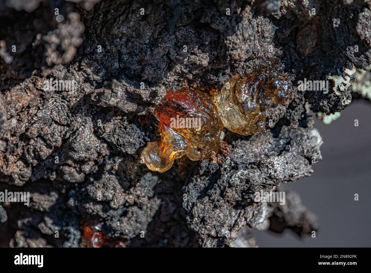 Sap tree amber sticky hires stock photography and images Alamy