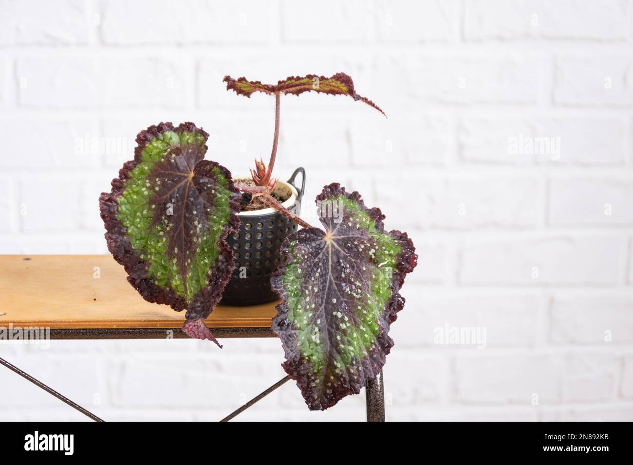 Home potted plant begonia polka dot leaves decorative deciduous in interior on table of house. Hobbies in growing, greenhome Stock Photo