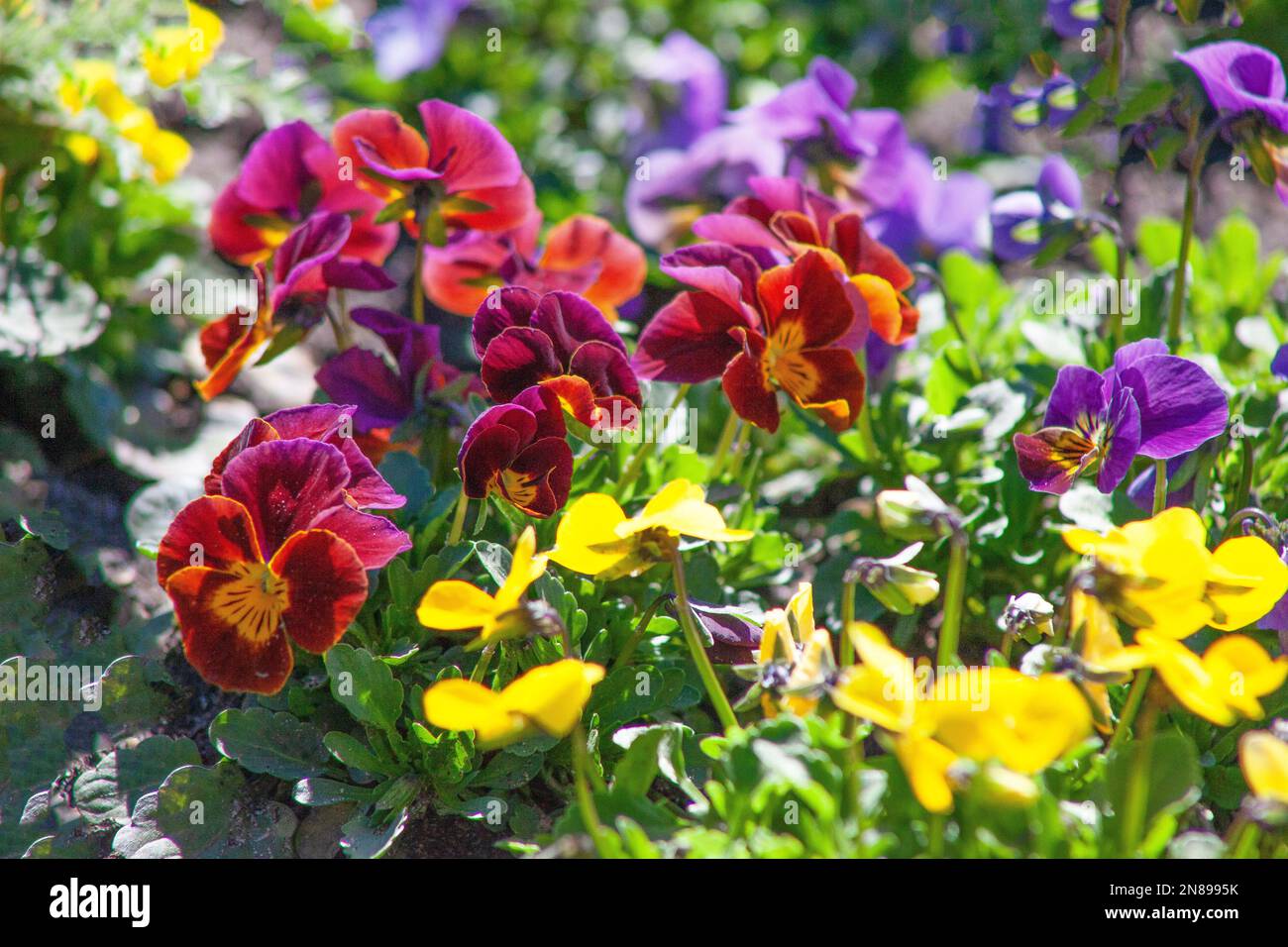 Colorful pansy flower background. Multicolored spring flowers in the garden. Closeup pansy blurred selective focus. Mixed color pansies plant. Viola cornuta in vibrant violet and yellow purple pansies Stock Photo