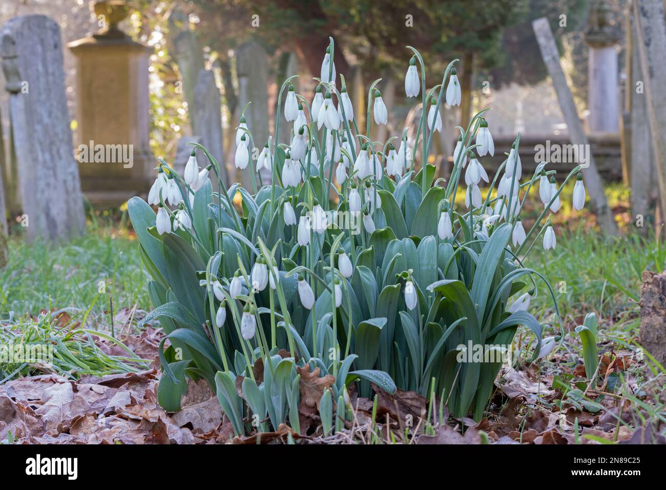 Bed of snowdrops in Southampton Old Cemetery, Southampton, UK Stock Photo