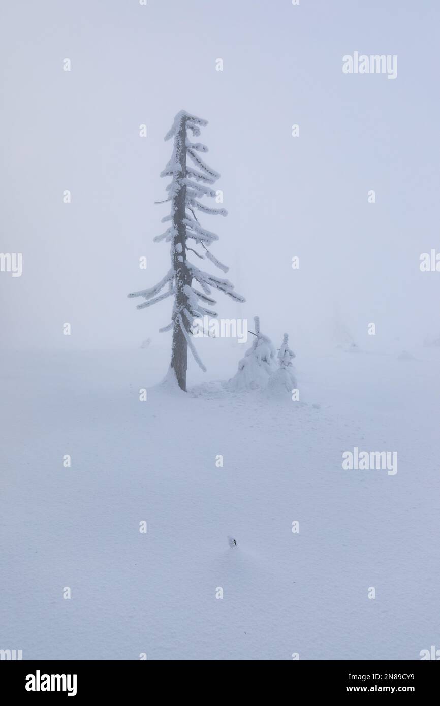 Mystical, minimalistic winter landscape with single frozen tree in the ...
