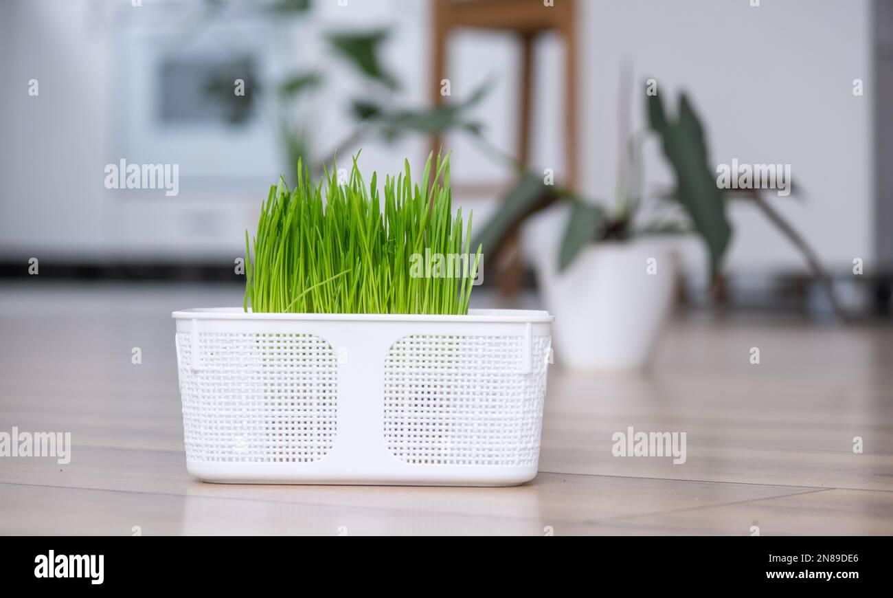 View of Grass vitamins for pets are grown at home. Sprouted oats for cats and ...