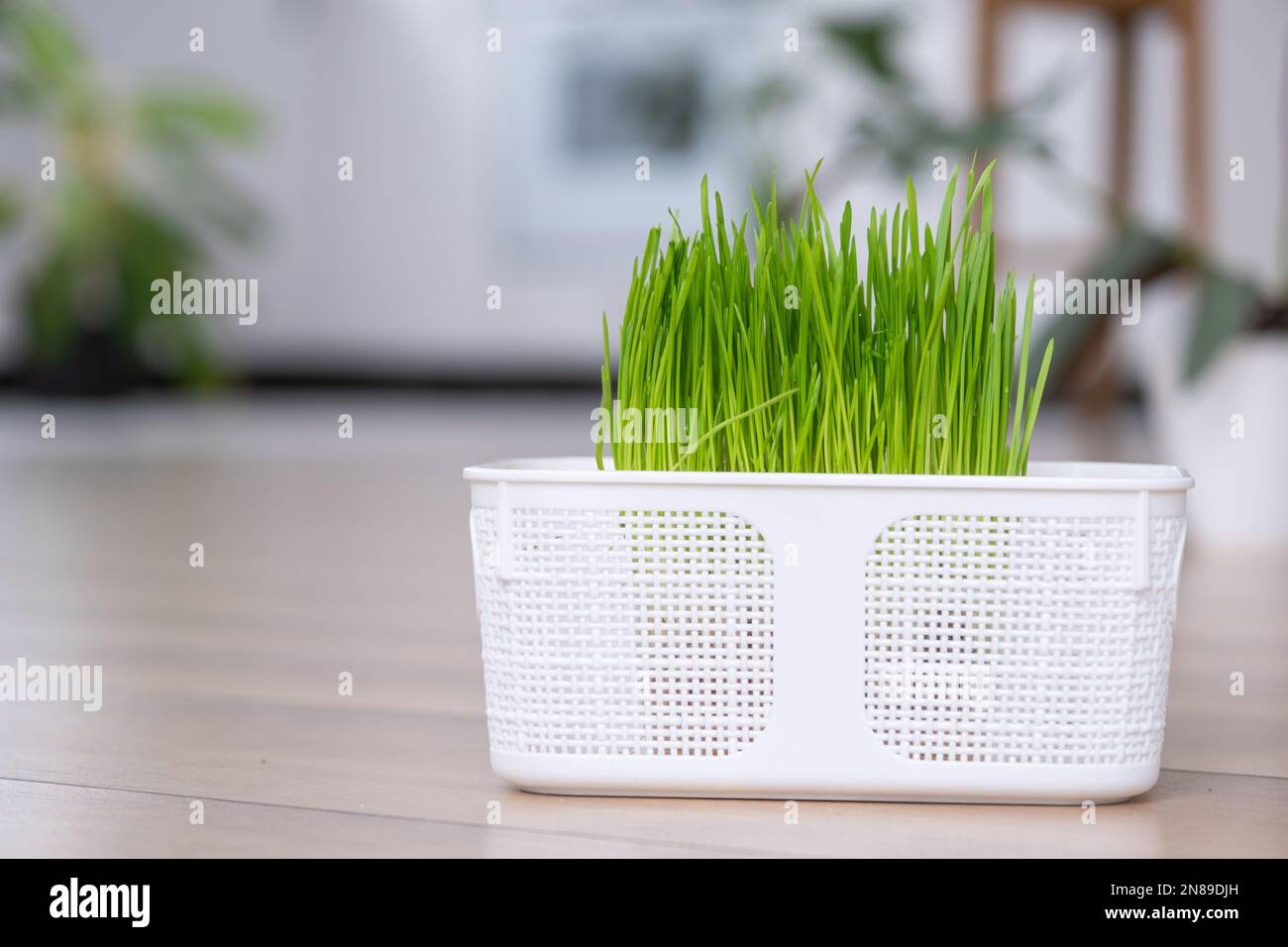 Grass vitamins for pets are grown at home. Sprouted oats for cats and dogs in a pot Stock Photo