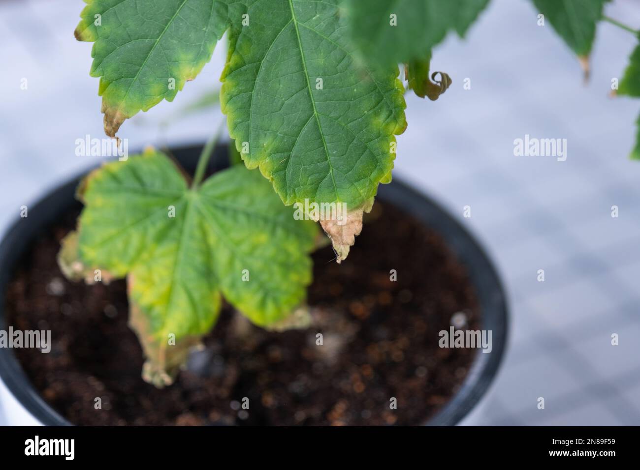 Problems of growing domestic plants - dry yellow tips of leaves, dry air, lack of humidity. Close-up of the leaf Stock Photo