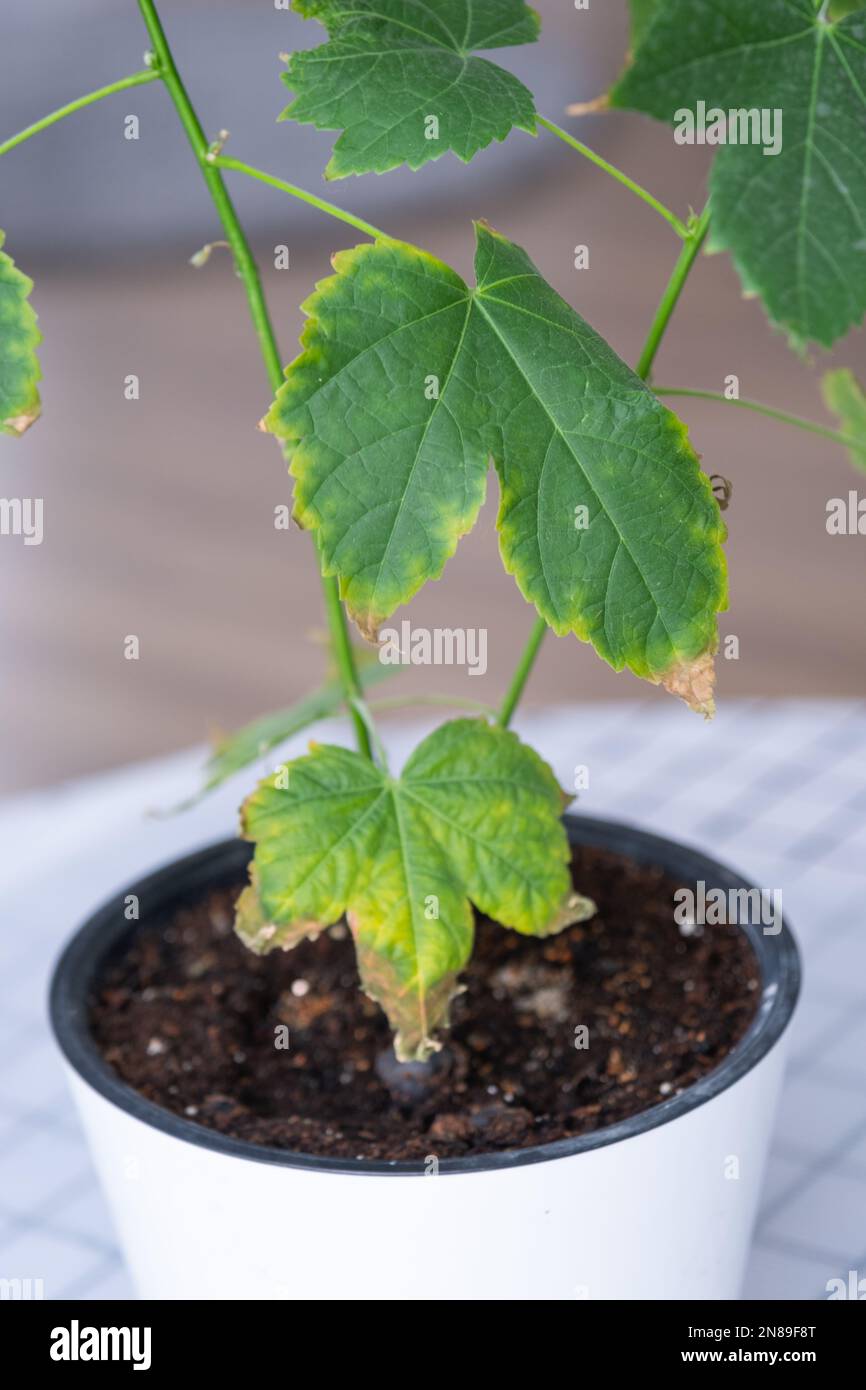 Problems of growing domestic plants dry yellow tips of leaves, dry
