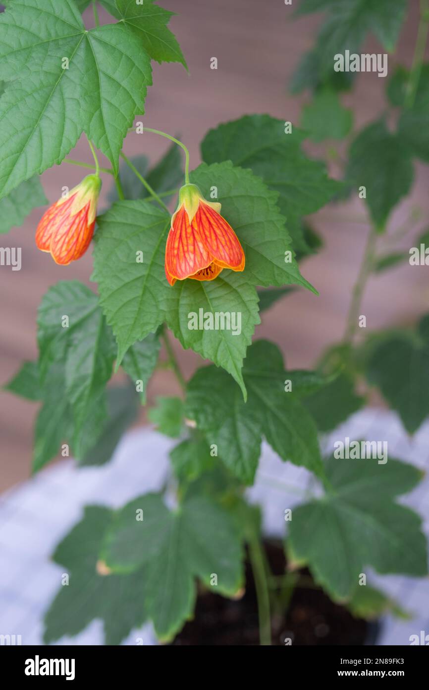 Flowering orange bell flower Abutilon close-up, a ropeberry from the Malvaceae family. Care and cultivation of domestic plants on the windowsill. Stock Photo