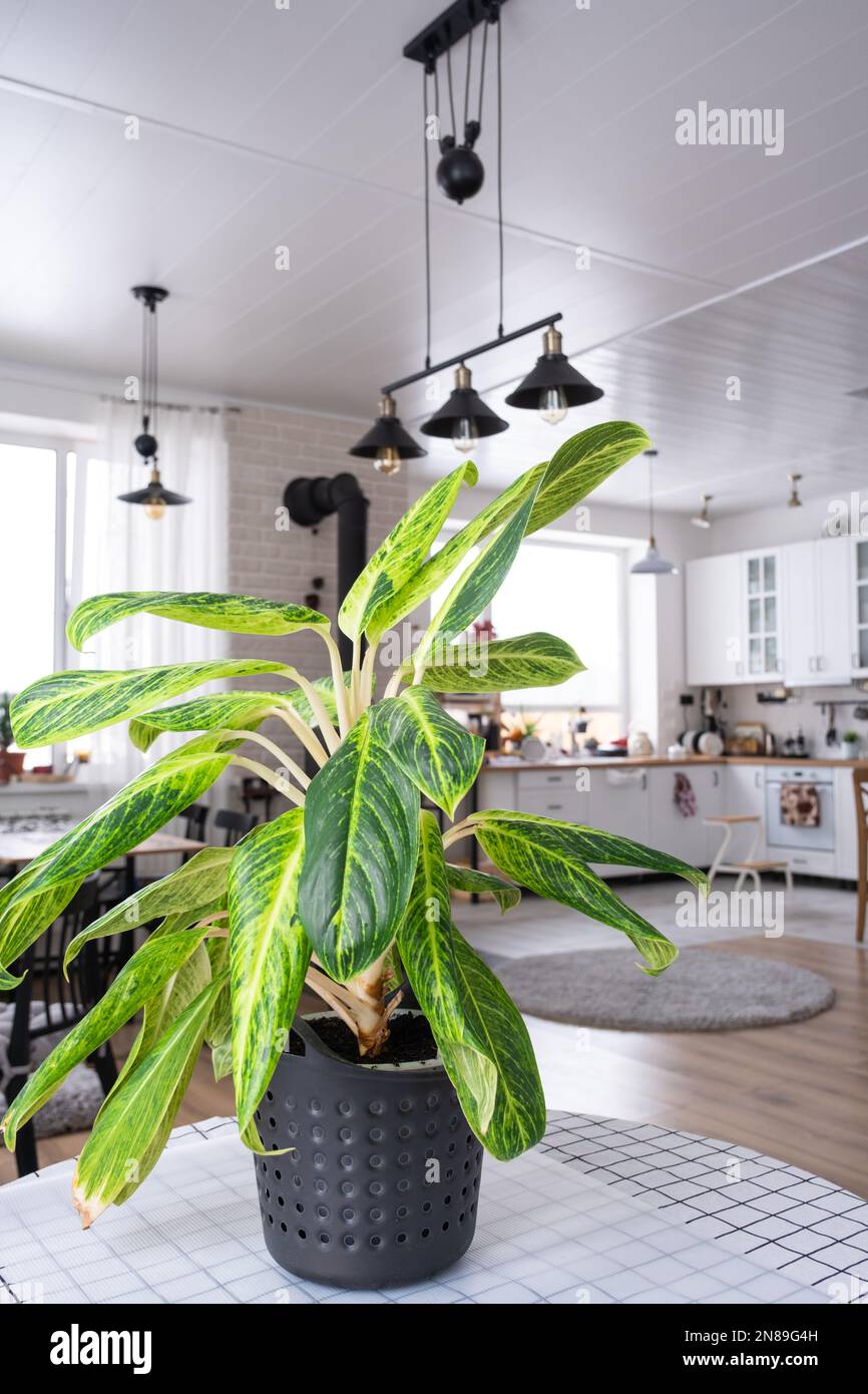 Aglaonema close-up in the interior on table. Houseplant Growing and caring for indoor plant, green home Stock Photo