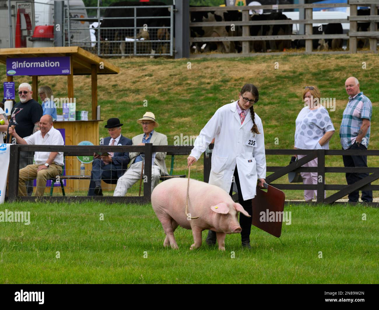 Pedigree pure-bred white Welsh pig (sow boar) & handler walk in showring (people watching) - Great Yorkshire Agricultural Show, Harrogate, England UK. Stock Photo